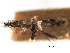  (Bucculatrix paroptila - CCDB-29491-D06)  @11 [ ] CreativeCommons - Attribution (2017) CBG Photography Group Centre for Biodiversity Genomics
