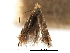  ( - CCDB-29491-D07)  @11 [ ] CreativeCommons - Attribution (2017) CBG Photography Group Centre for Biodiversity Genomics