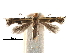  (Bucculatrix polymniae - CCDB-29491-D08)  @11 [ ] CreativeCommons - Attribution (2017) CBG Photography Group Centre for Biodiversity Genomics