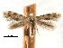  ( - CCDB-29491-D11)  @11 [ ] CreativeCommons - Attribution (2017) CBG Photography Group Centre for Biodiversity Genomics