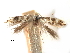  ( - CCDB-29491-D12)  @11 [ ] CreativeCommons - Attribution (2017) CBG Photography Group Centre for Biodiversity Genomics