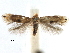  (Bucculatrix quadquenotella - CCDB-29491-E01)  @11 [ ] CreativeCommons - Attribution (2017) CBG Photography Group Centre for Biodiversity Genomics