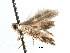  (Bucculatrix ilecella - CCDB-29491-E03)  @11 [ ] CreativeCommons - Attribution (2017) CBG Photography Group Centre for Biodiversity Genomics