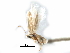  (Bucculatrix seneciensis - CCDB-29491-E04)  @11 [ ] CreativeCommons - Attribution (2017) CBG Photography Group Centre for Biodiversity Genomics