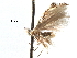  (Bucculatrix separabilis - CCDB-29491-E06)  @11 [ ] CreativeCommons - Attribution (2017) CBG Photography Group Centre for Biodiversity Genomics