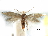 (Bucculatrix simulans - CCDB-29491-E07)  @11 [ ] CreativeCommons - Attribution (2017) CBG Photography Group Centre for Biodiversity Genomics