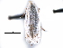  ( - CCDB-29491-E08)  @11 [ ] CreativeCommons - Attribution (2017) CBG Photography Group Centre for Biodiversity Genomics