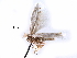  ( - CCDB-29491-E09)  @11 [ ] CreativeCommons - Attribution (2017) CBG Photography Group Centre for Biodiversity Genomics