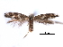  (Bucculatrix spectabilis - CCDB-29491-E12)  @11 [ ] CreativeCommons - Attribution (2017) CBG Photography Group Centre for Biodiversity Genomics