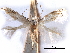  (Bucculatrix sphaeralceae - CCDB-29491-F01)  @11 [ ] CreativeCommons - Attribution (2017) CBG Photography Group Centre for Biodiversity Genomics