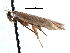  ( - CCDB-29491-F11)  @11 [ ] CreativeCommons - Attribution (2017) CBG Photography Group Centre for Biodiversity Genomics