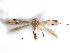  ( - CCDB-29491-G01)  @11 [ ] CreativeCommons - Attribution (2017) CBG Photography Group Centre for Biodiversity Genomics