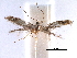  (Bucculatrix rhombophora - CCDB-29491-G02)  @11 [ ] CreativeCommons - Attribution (2017) CBG Photography Group Centre for Biodiversity Genomics
