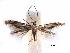 ( - CCDB-29491-G03)  @11 [ ] CreativeCommons - Attribution (2017) CBG Photography Group Centre for Biodiversity Genomics
