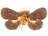  ( - CCDB-29491-G04)  @11 [ ] CreativeCommons - Attribution (2017) CBG Photography Group Centre for Biodiversity Genomics