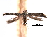  (Parornix arbitrella - CCDB-29491-H11)  @11 [ ] CreativeCommons - Attribution (2017) CBG Photography Group Centre for Biodiversity Genomics