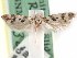  ( - CCDB-29492-A05)  @11 [ ] CreativeCommons - Attribution (2017) CBG Photography Group Centre for Biodiversity Genomics