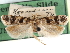  ( - CCDB-29492-A06)  @11 [ ] CreativeCommons - Attribution (2017) CBG Photography Group Centre for Biodiversity Genomics