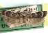  ( - CCDB-29492-B10)  @11 [ ] CreativeCommons - Attribution (2017) CBG Photography Group Centre for Biodiversity Genomics