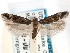  ( - CCDB-29492-B11)  @11 [ ] CreativeCommons - Attribution (2017) CBG Photography Group Centre for Biodiversity Genomics