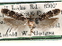  ( - CCDB-29492-B12)  @11 [ ] CreativeCommons - Attribution (2017) CBG Photography Group Centre for Biodiversity Genomics