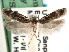  ( - CCDB-29492-C03)  @11 [ ] CreativeCommons - Attribution (2017) CBG Photography Group Centre for Biodiversity Genomics