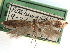  ( - CCDB-29492-D02)  @11 [ ] CreativeCommons - Attribution (2017) CBG Photography Group Centre for Biodiversity Genomics