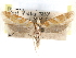  ( - CCDB-29492-D09)  @11 [ ] CreativeCommons - Attribution (2017) CBG Photography Group Centre for Biodiversity Genomics