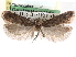  ( - CCDB-29492-E05)  @11 [ ] CreativeCommons - Attribution (2017) CBG Photography Group Centre for Biodiversity Genomics