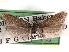  ( - CCDB-29492-G04)  @11 [ ] CreativeCommons - Attribution (2017) CBG Photography Group Centre for Biodiversity Genomics