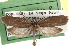  ( - CCDB-29492-H11)  @11 [ ] CreativeCommons - Attribution (2017) CBG Photography Group Centre for Biodiversity Genomics