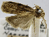  (Neospastis ichnaea - CCDB-29493-H04)  @11 [ ] CreativeCommons - Attribution Non-Commercial Share-Alike (2017) Nicholas J. H. Silverson Smithsonian Institution, National Museum of Natural History