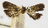  (Orphnolechia minor - CCDB-29493-H07)  @11 [ ] CreativeCommons - Attribution Non-Commercial Share-Alike (2017) Nicholas J. H. Silverson Smithsonian Institution, National Museum of Natural History