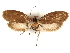  ( - CCDB-29460-B02)  @11 [ ] CreativeCommons - Attribution (2017) CBG Photography Group Centre for Biodiversity Genomics