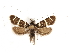  ( - CCDB-29460-C10)  @11 [ ] CreativeCommons - Attribution (2017) CBG Photography Group Centre for Biodiversity Genomics