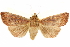  ( - CCDB-29460-D05)  @11 [ ] CreativeCommons - Attribution (2017) CBG Photography Group Centre for Biodiversity Genomics