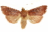  ( - CCDB-29460-D06)  @11 [ ] CreativeCommons - Attribution (2017) CBG Photography Group Centre for Biodiversity Genomics