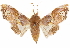  ( - CCDB-29460-E01)  @11 [ ] CreativeCommons - Attribution (2017) CBG Photography Group Centre for Biodiversity Genomics
