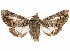  ( - CCDB-29460-E04)  @11 [ ] CreativeCommons - Attribution (2017) CBG Photography Group Centre for Biodiversity Genomics