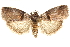  ( - CCDB-29460-G08)  @14 [ ] CreativeCommons - Attribution (2017) CBG Photography Group Centre for Biodiversity Genomics