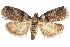  ( - CCDB-29460-G09)  @14 [ ] CreativeCommons - Attribution (2017) CBG Photography Group Centre for Biodiversity Genomics
