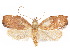  (Gonionota sphenogramma - CCDB-29461-A01)  @11 [ ] CreativeCommons - Attribution (2017) CBG Photography Group Centre for Biodiversity Genomics