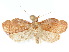  ( - CCDB-29461-A02)  @11 [ ] CreativeCommons - Attribution (2017) CBG Photography Group Centre for Biodiversity Genomics