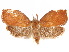  (Gonionota teganitis - CCDB-29461-A03)  @11 [ ] CreativeCommons - Attribution (2017) CBG Photography Group Centre for Biodiversity Genomics