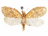  (Gonionota transversa - CCDB-29461-A04)  @11 [ ] CreativeCommons - Attribution (2017) CBG Photography Group Centre for Biodiversity Genomics