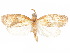 (Gonionota transversa - CCDB-29461-A05)  @11 [ ] CreativeCommons - Attribution (2017) CBG Photography Group Centre for Biodiversity Genomics