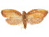  (Gonionota vivida - CCDB-29461-A06)  @11 [ ] CreativeCommons - Attribution (2017) CBG Photography Group Centre for Biodiversity Genomics