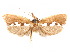  (Hastamea - CCDB-29461-A07)  @11 [ ] CreativeCommons - Attribution (2017) CBG Photography Group Centre for Biodiversity Genomics