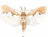  ( - CCDB-29461-A08)  @11 [ ] CreativeCommons - Attribution (2017) CBG Photography Group Centre for Biodiversity Genomics