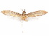  ( - CCDB-29461-A10)  @11 [ ] CreativeCommons - Attribution (2017) CBG Photography Group Centre for Biodiversity Genomics